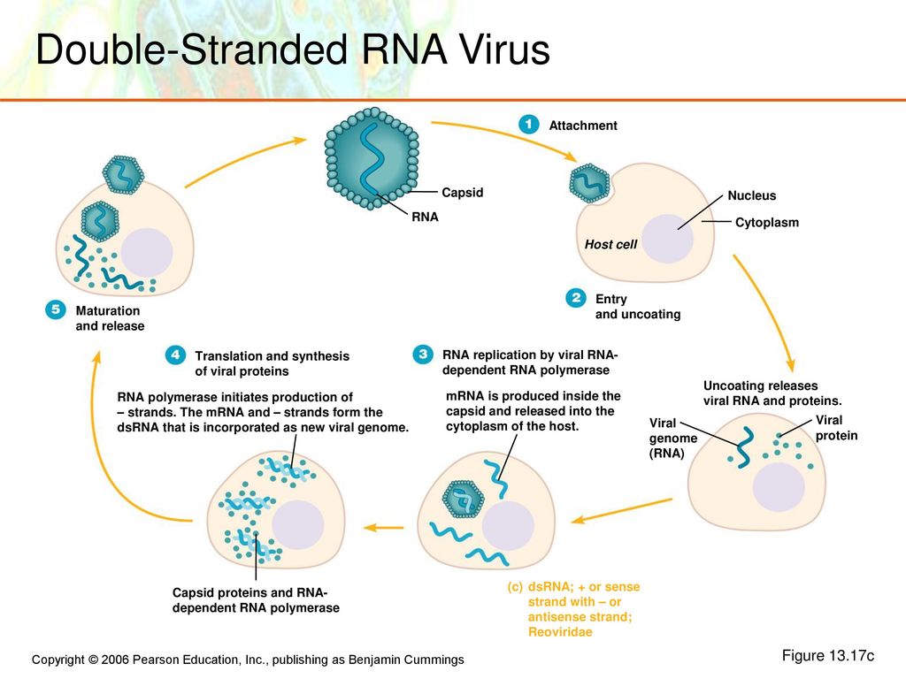 Viruses Viroids And Prions Ppt Download Viruses Viroids And Prions Ppt Download