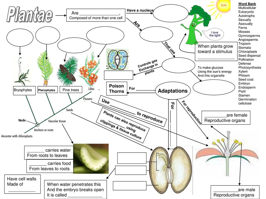 Bacteria ____________ Can be Can be Structure Can also reproduce - ppt