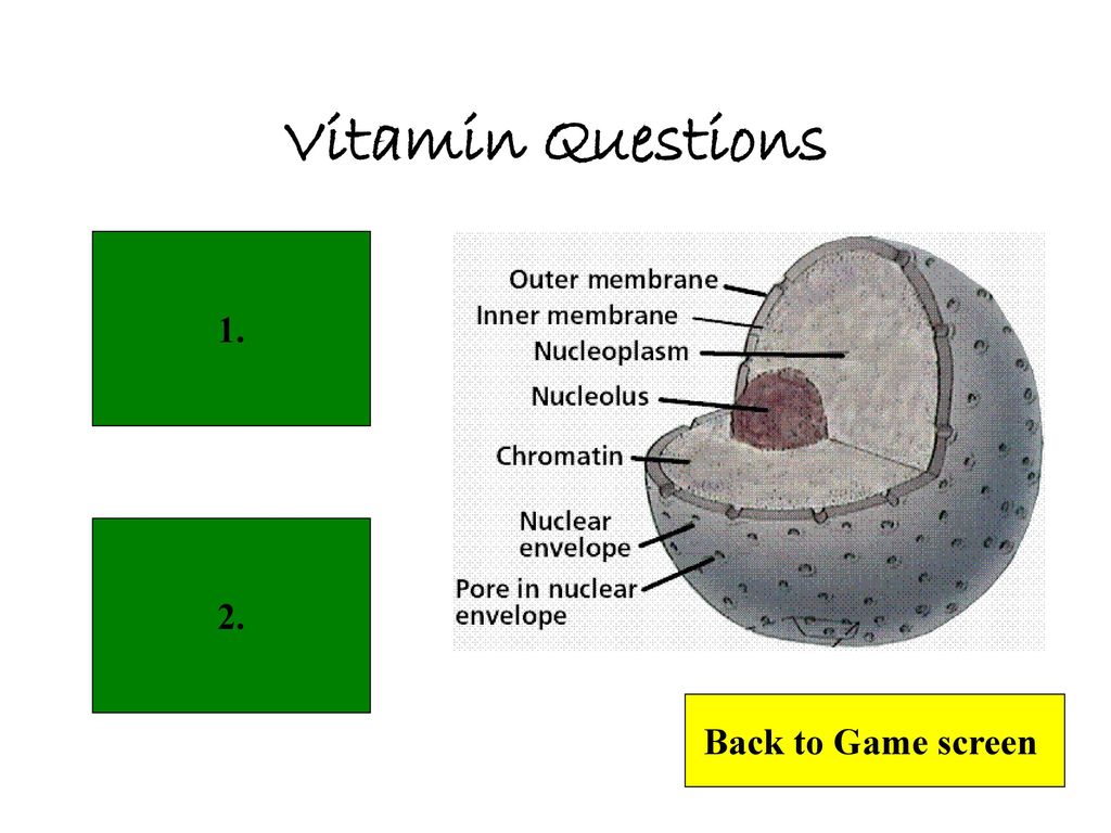 Vitamin Questions Back to Game screen