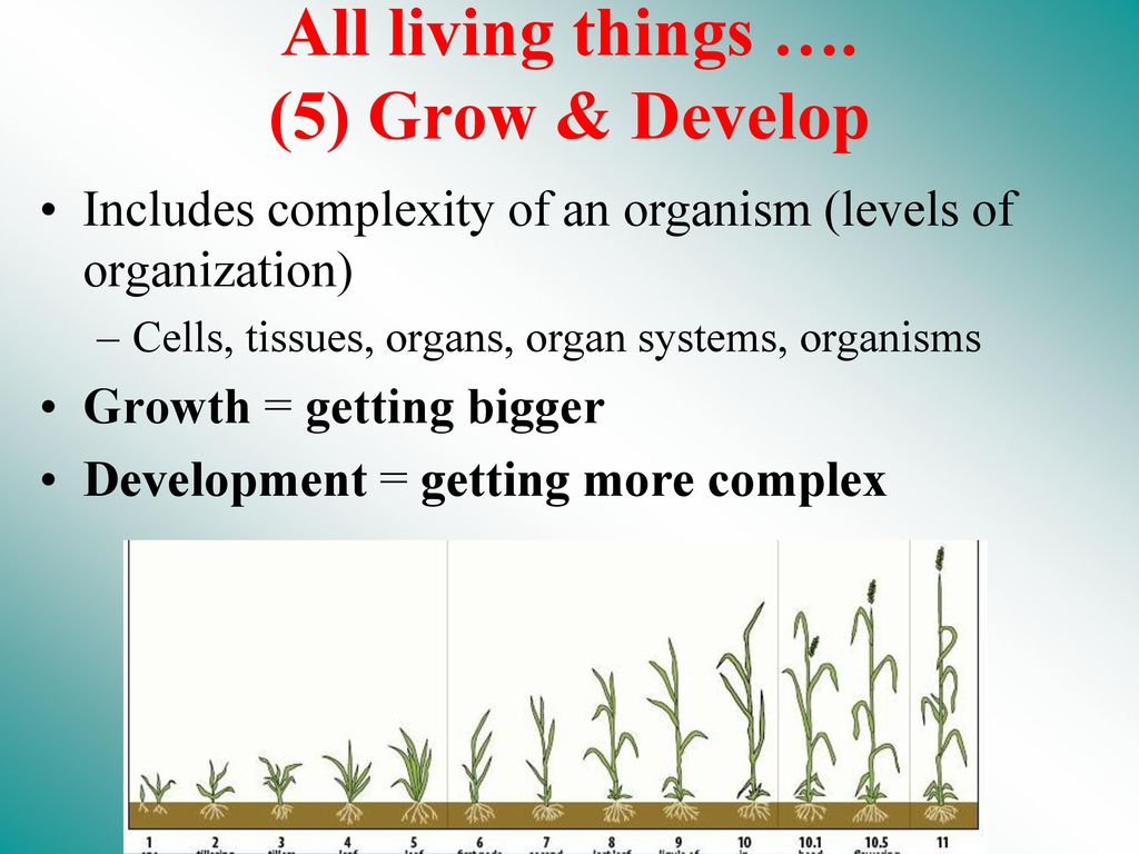 All living things …. (5) Grow & Develop