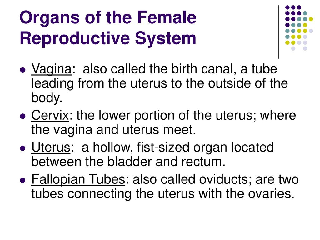 Review Mitosis is the type of cell division that occurs in non ...