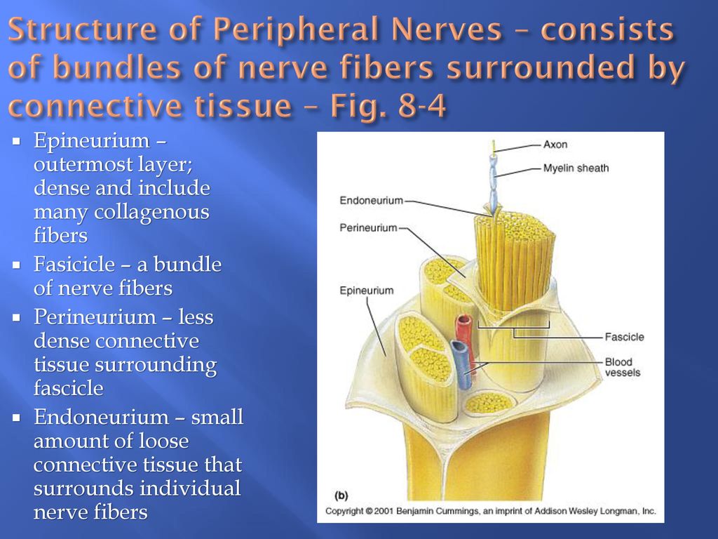 Consists of the first. Nervous System structure. Nerve Fibers. Nerve structure. Structure of the myelin nerve Fibers.