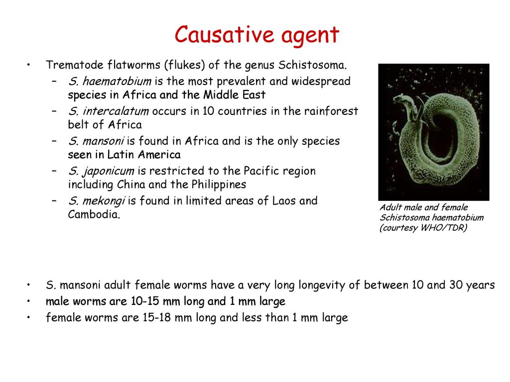 schistosomiasis agent)