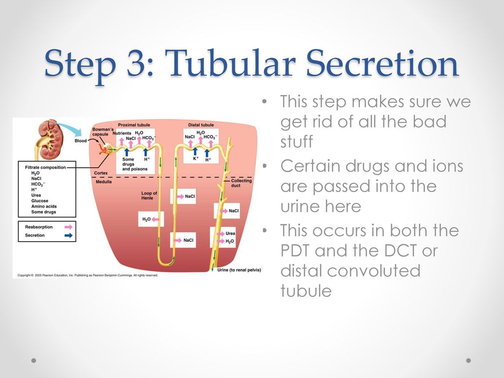 Step 3: Tubular Secretion