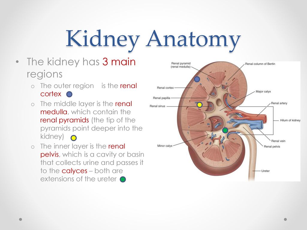 Kidney Anatomy The kidney has 3 main regions