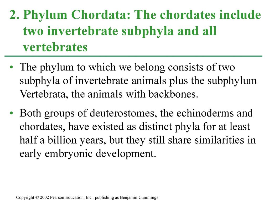 CHAPTER 33 INVERTEBRATES Section E: Deuterostomia - ppt download