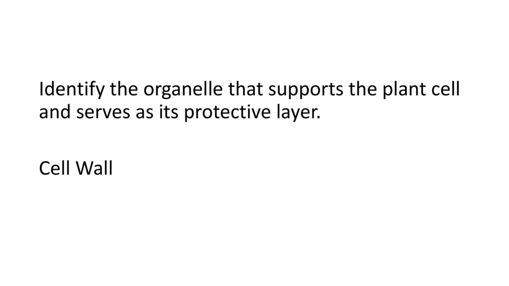 Identify the organelle that supports the plant cell and serves as its protective layer. Cell Wall