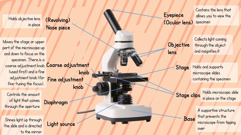 Functions of a Microscope