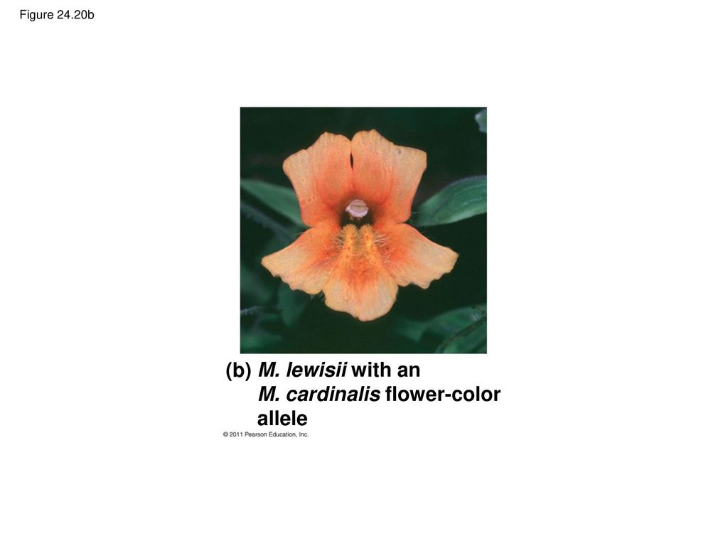 M. cardinalis flower-color allele