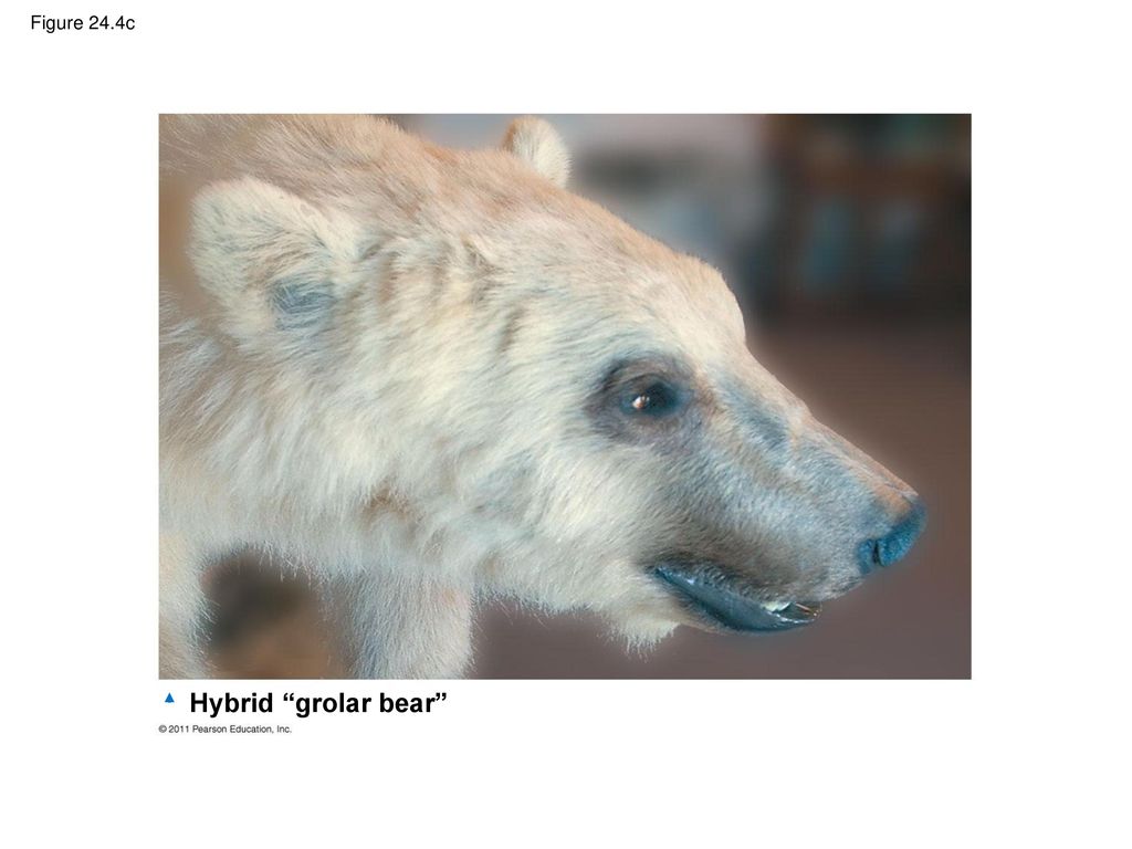 Hybrid grolar bear Figure 24.4c
