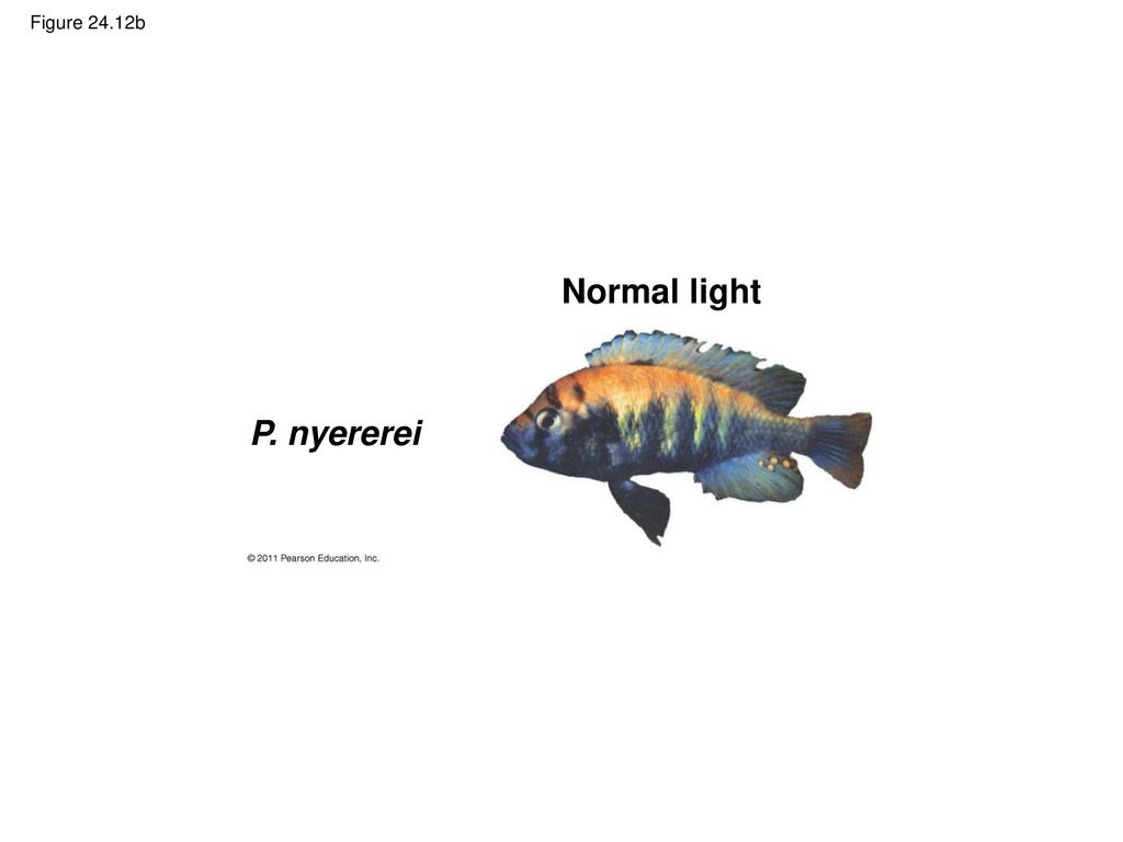 Normal light P. nyererei Figure 24.12b