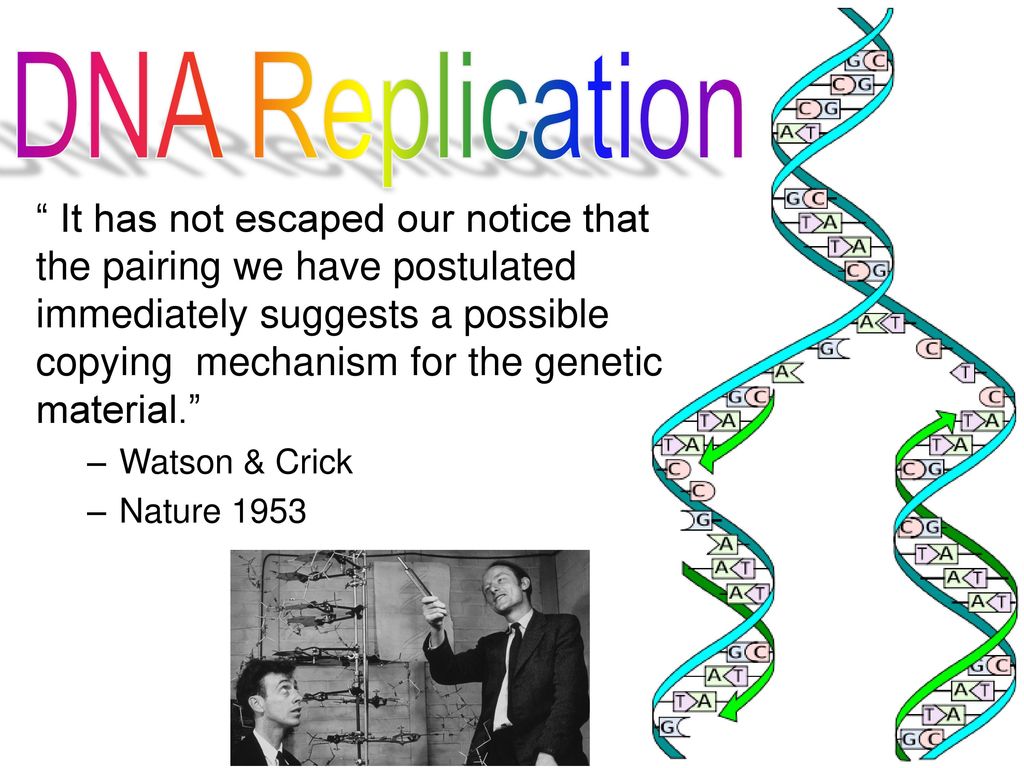 DNA Replication replication