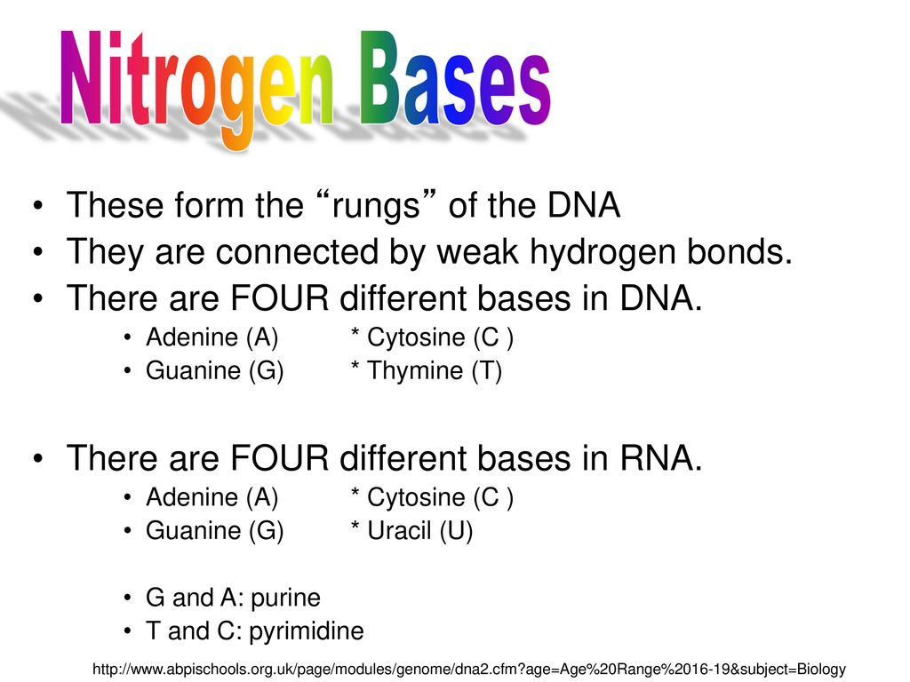 Nitrogen Bases These form the rungs of the DNA