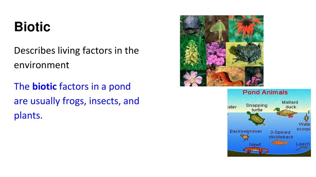 Eco: habitat or environment or nature Logy: study of - ppt download