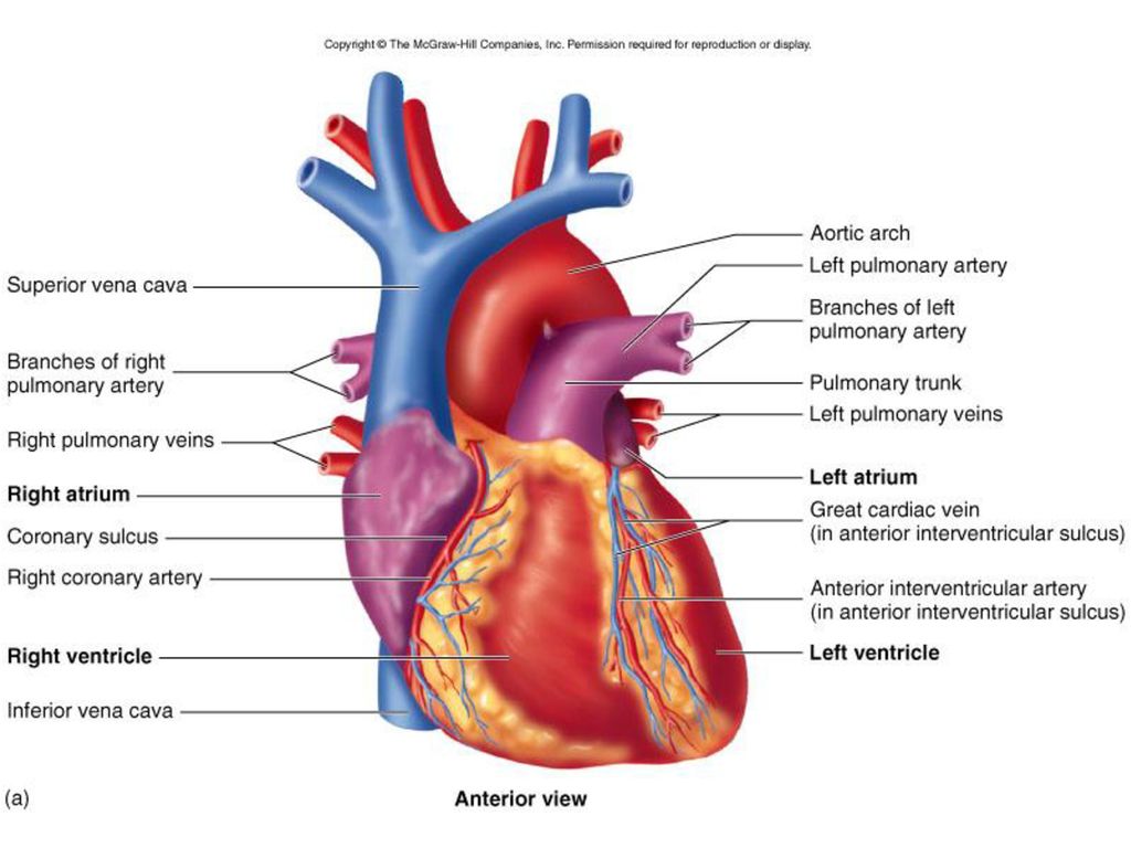 В правое предсердие открывается. Interventricular Patch in Cardiology?. Interventricular Patch application in Cardiology.