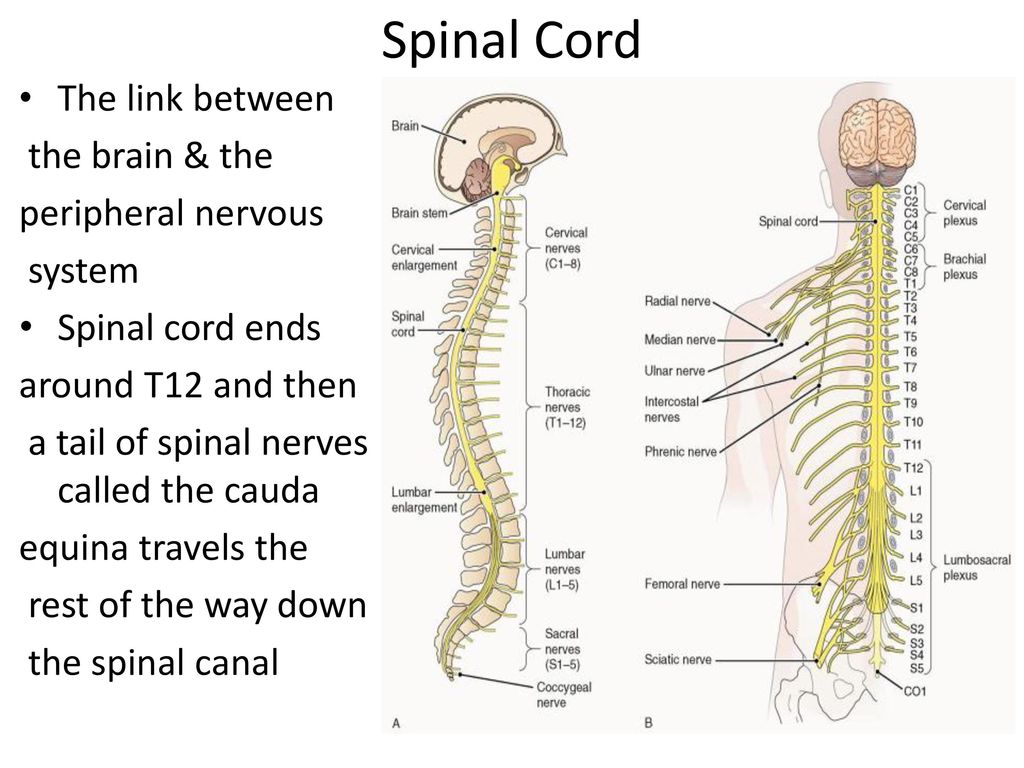 Spinal brain. Spinal Cord nerves. Spinal nervous System. Спинной мозг ребенка. Brain, Spinal Cord, nerves.