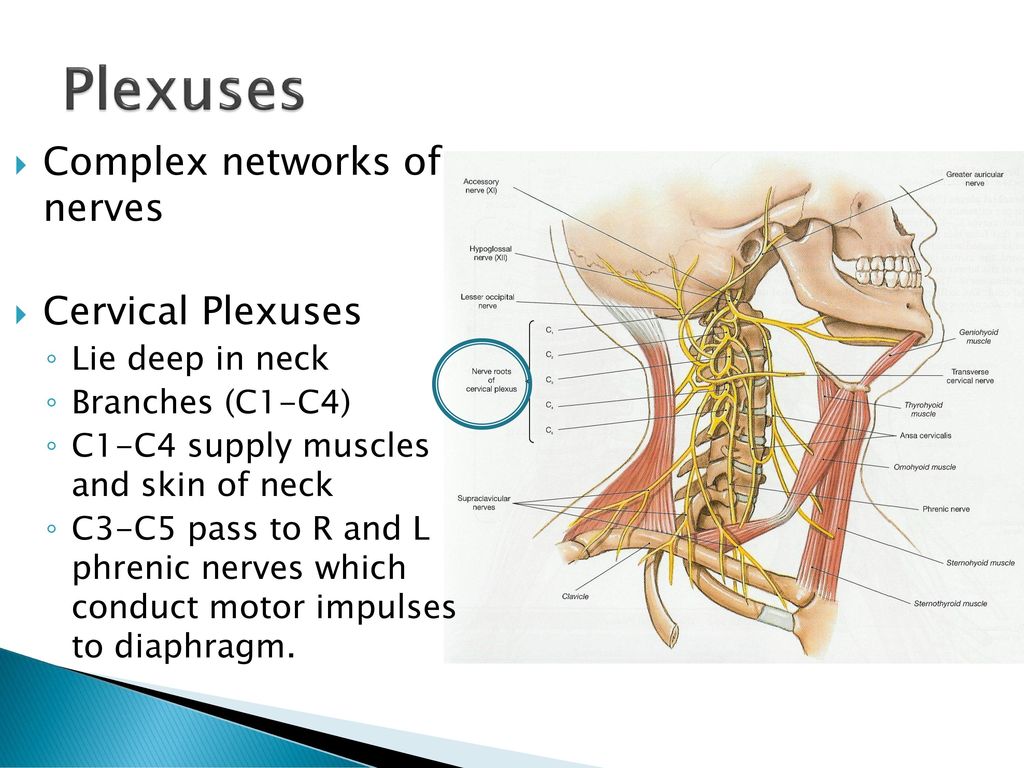 Нервная система латынь. 5 Нерв. Cervical nerves. Phrenic nerve c4.