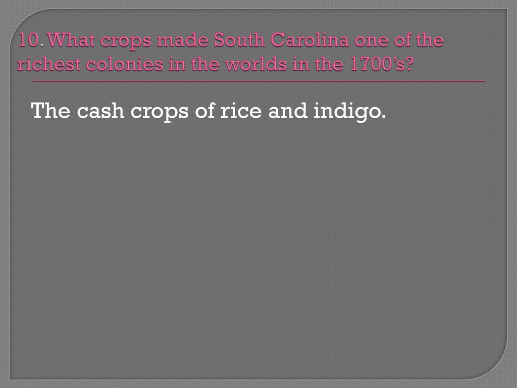 The cash crops of rice and indigo.