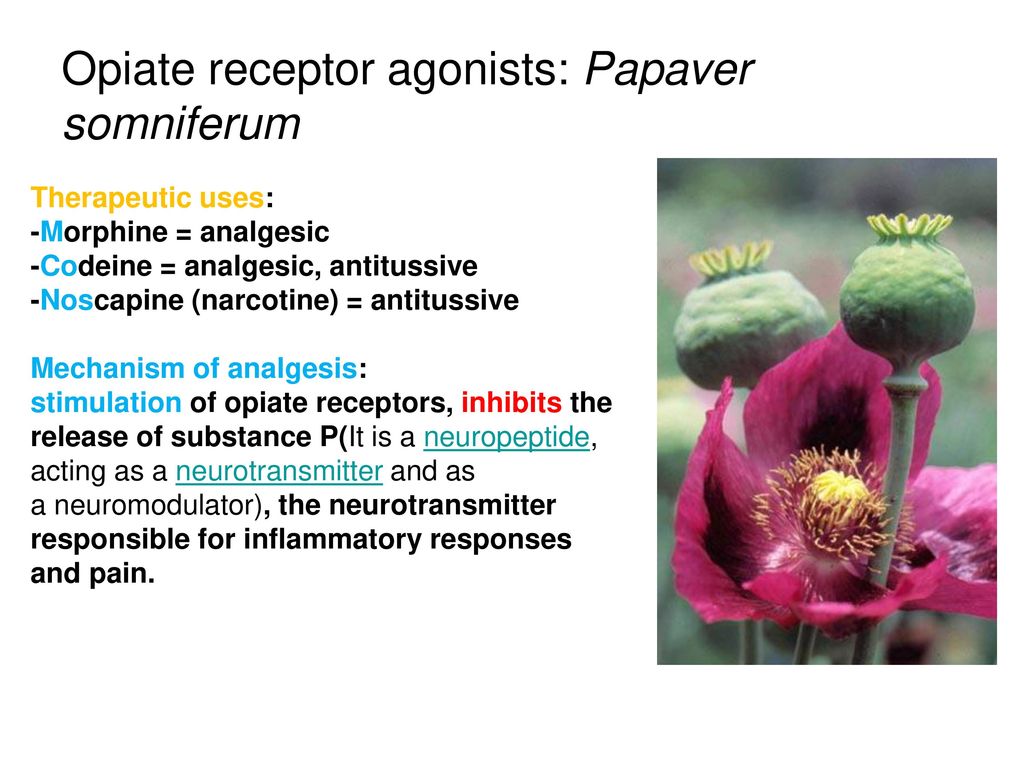 Opiate receptor agonists: Papaver somniferum