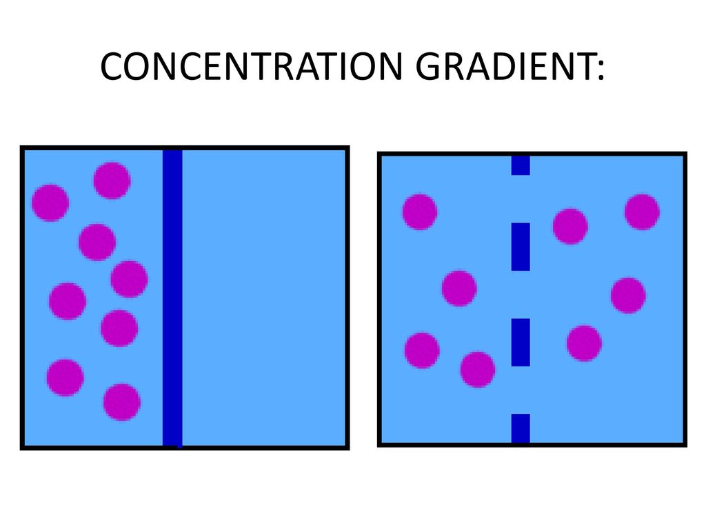 RESTING MEMBRANE POTENTIAL - ppt download
