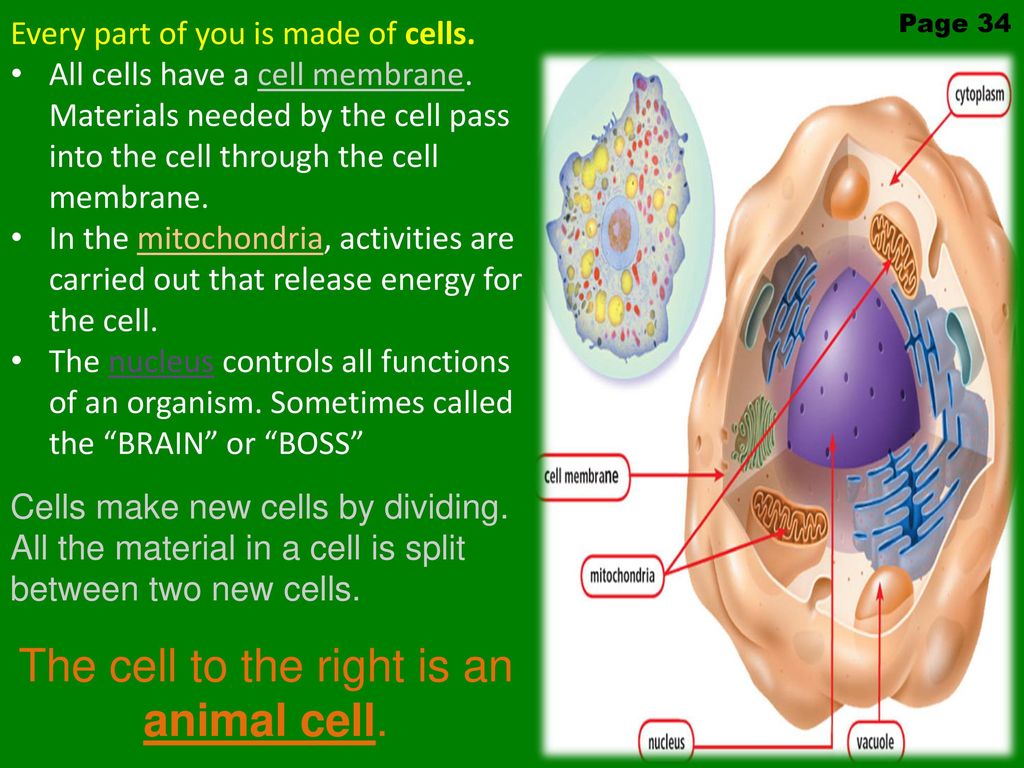 The cell to the right is an animal cell.