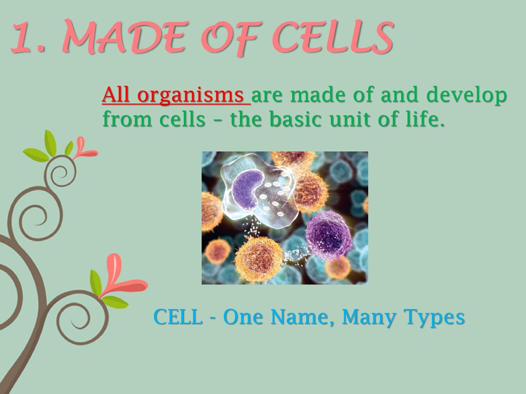 CELL - One Name, Many Types