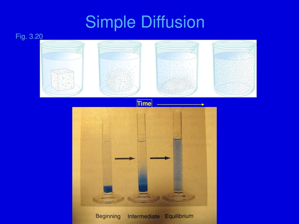 Simple Diffusion Fig Time