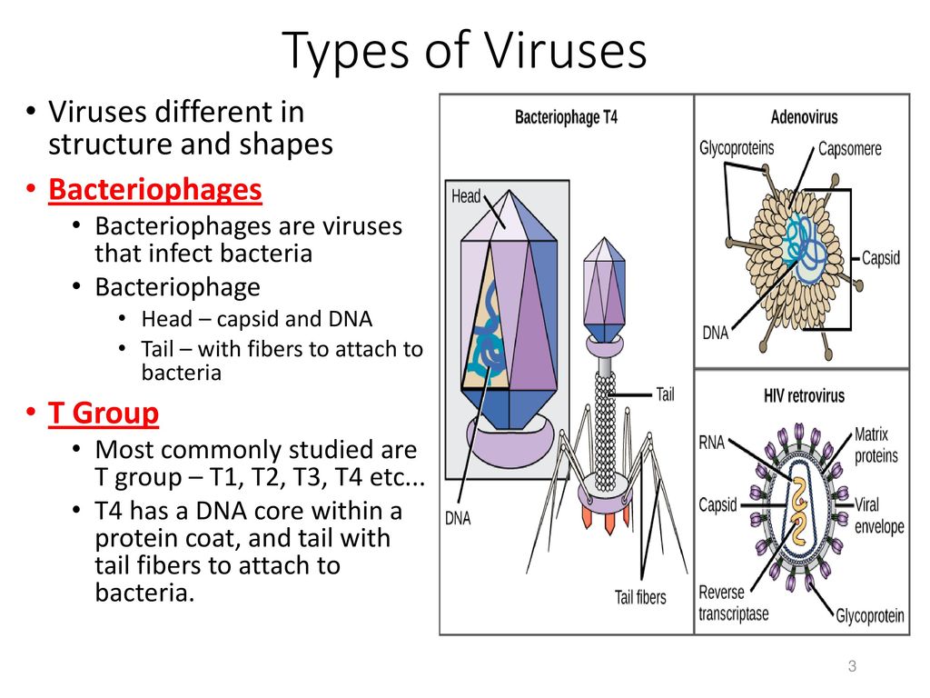 Bacteria, Viruses, and Evolution - ppt download