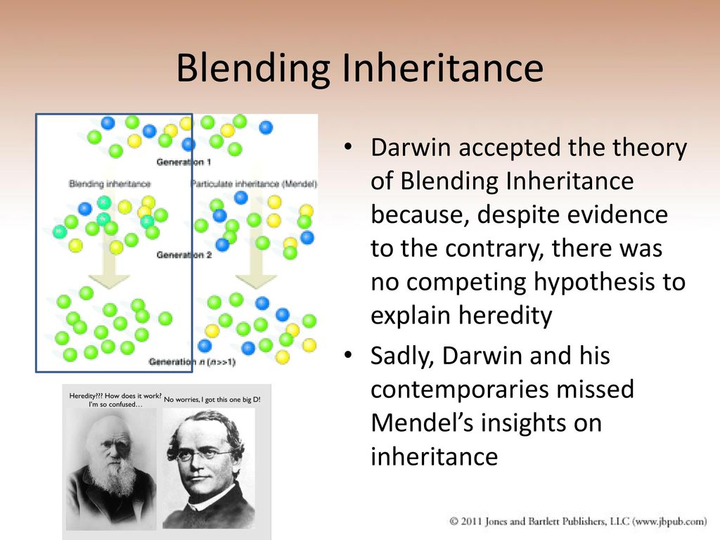 prosa bur Elastisk Chapter 7 Darwin, Mendel and Theories of Inheritance - ppt download