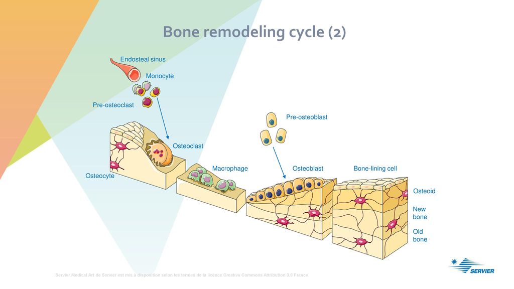 Bone remodeling cycle (2)