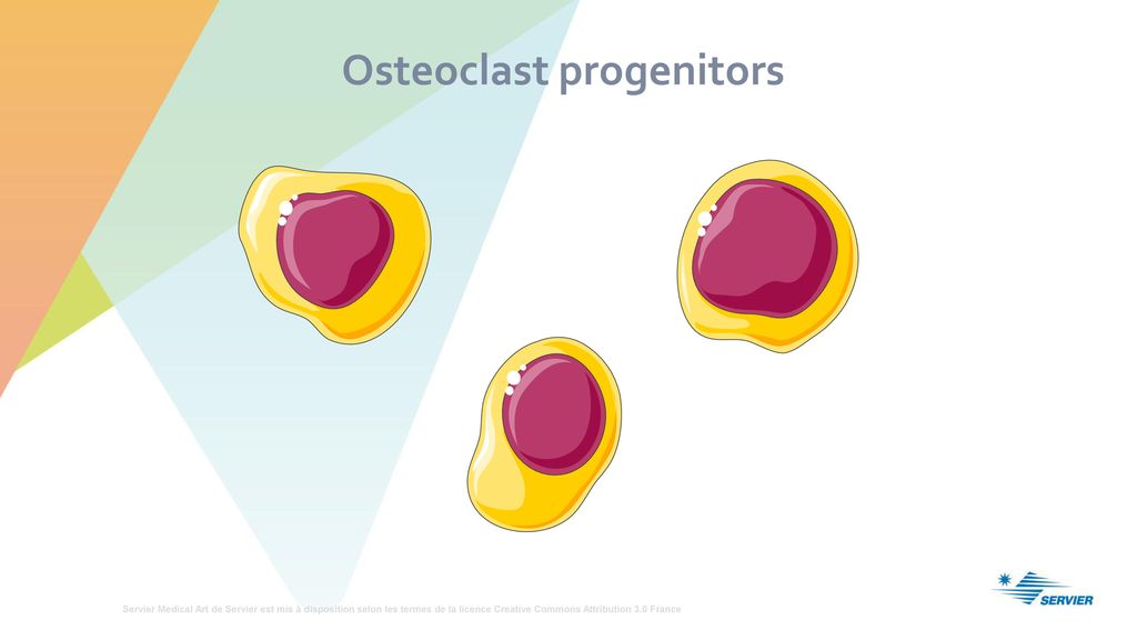 Osteoclast progenitors