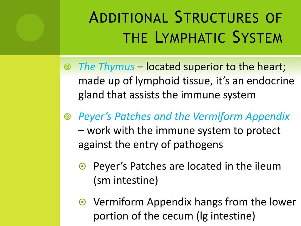 The Lymphatic And Immune Systems Ppt Download the-lymphatic-and-immune-systems-ppt-download