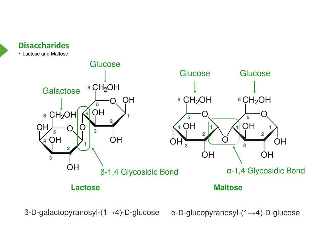 4 1 6 1 глюкоза. Α-D- глюкопиранозил - (1→4)- β-d- фруктофуранозид. Lactose glucose. A-D-глюкозидо-(1,4)-b-d-галактоза. (Α-(1,5)-D-глюкозидо- α-(1`,5`)-d-глюкозид) трегалозы.