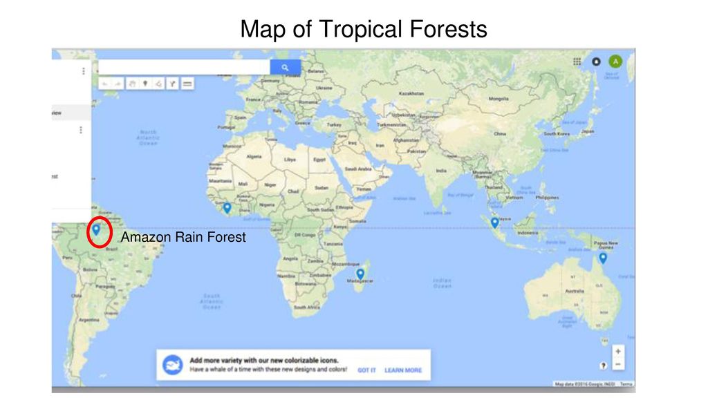 Tropical Forest The Amazon Rain Forest Ppt Download