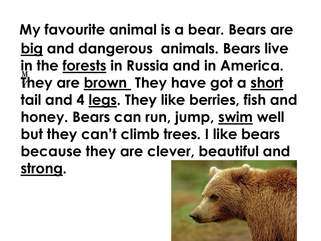 My Favourite Animal. - ppt download