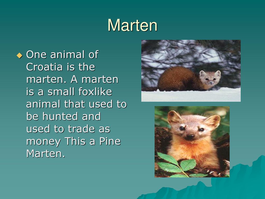 Marten One animal of Croatia is the marten.