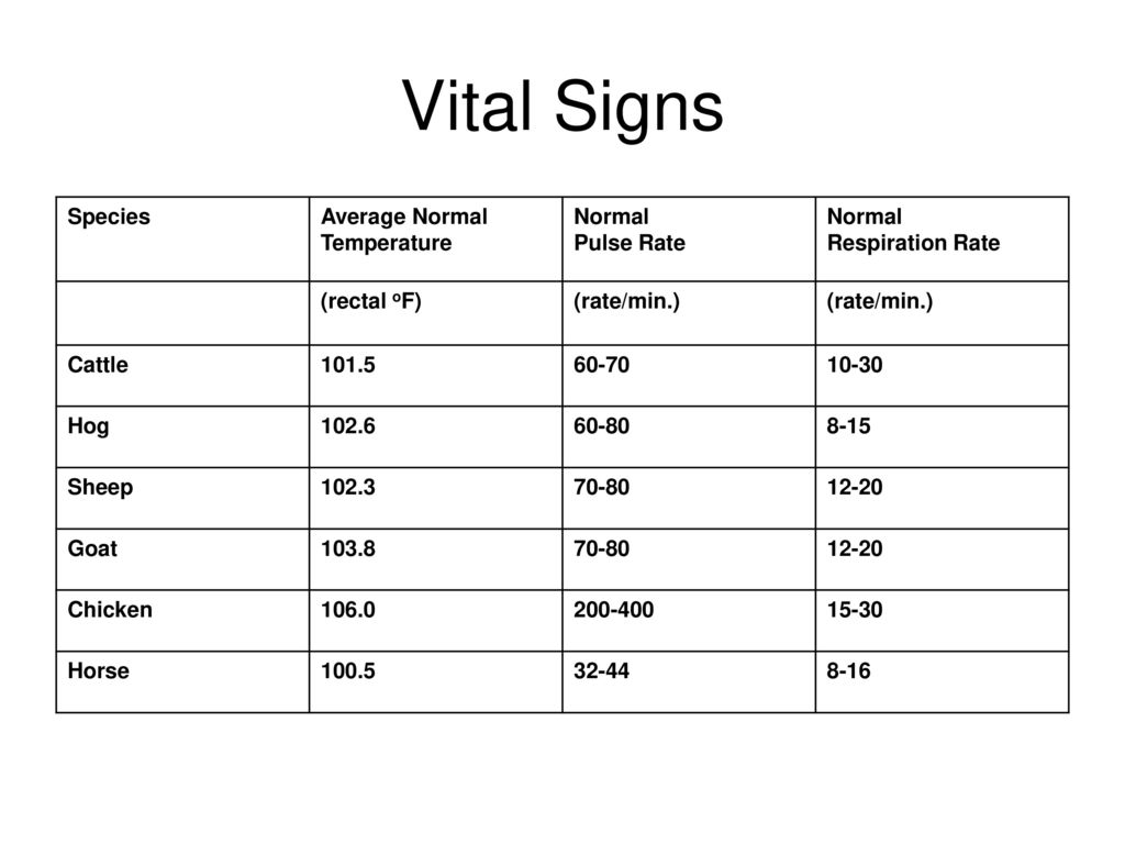 Animal Vital Signs Chart