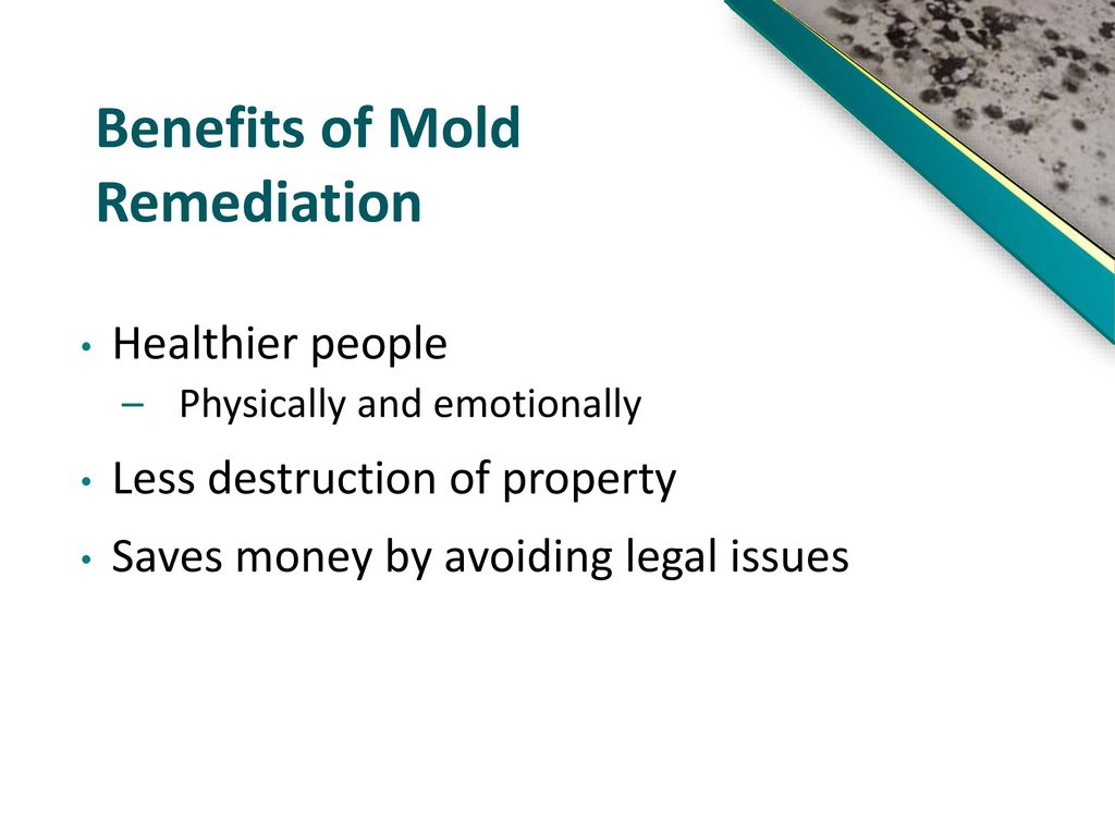 A1 Mold Remediation Boston