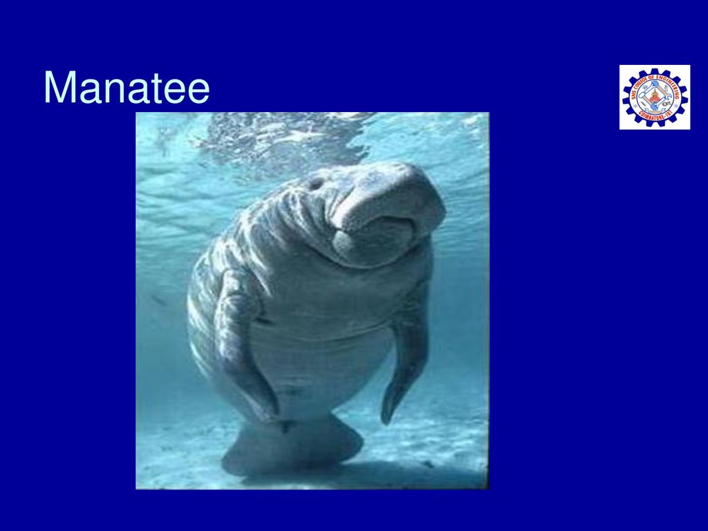 Manatee The large mammals spend a lot of time close to the top of the water, which brings them into contact with recreational boaters frequently.