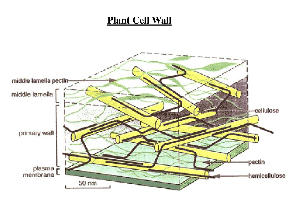 Имеет эластичную клеточную стенку. Строение целлюлозной клеточной стенки. Состав клеточной стенки растений. Строение клеточной стенки растений. Строение клеточной стенки растений рисунок.