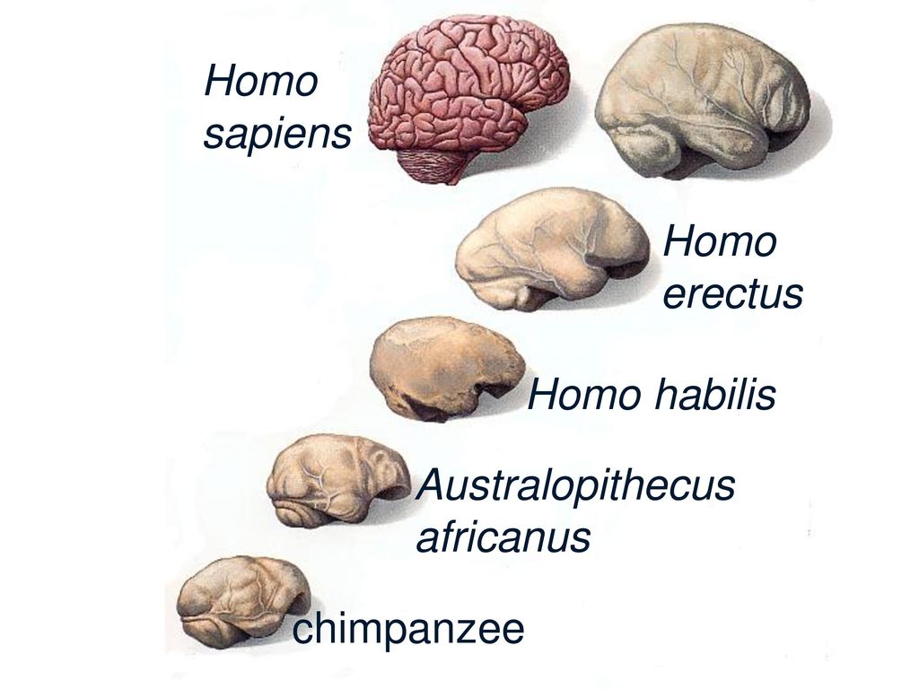 Эволюция размера мозга. Хомо сапиенс объем мозга. Размер мозга хомо сапиенс сапиенс. Homo habilis мозг.