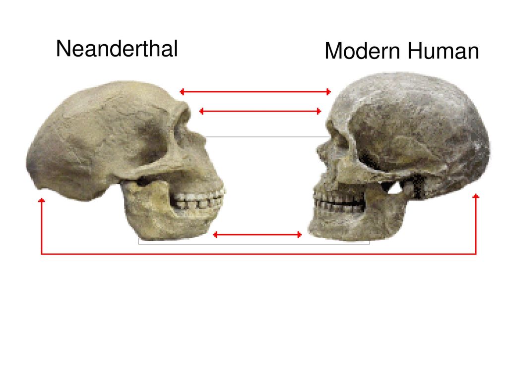 Неандерталец (homo Neanderthalensis) череп. Череп хомо сапиенс и неандертальцы. Черен неандертальца и хомо сапиенс. Мозг древнего человека и современного