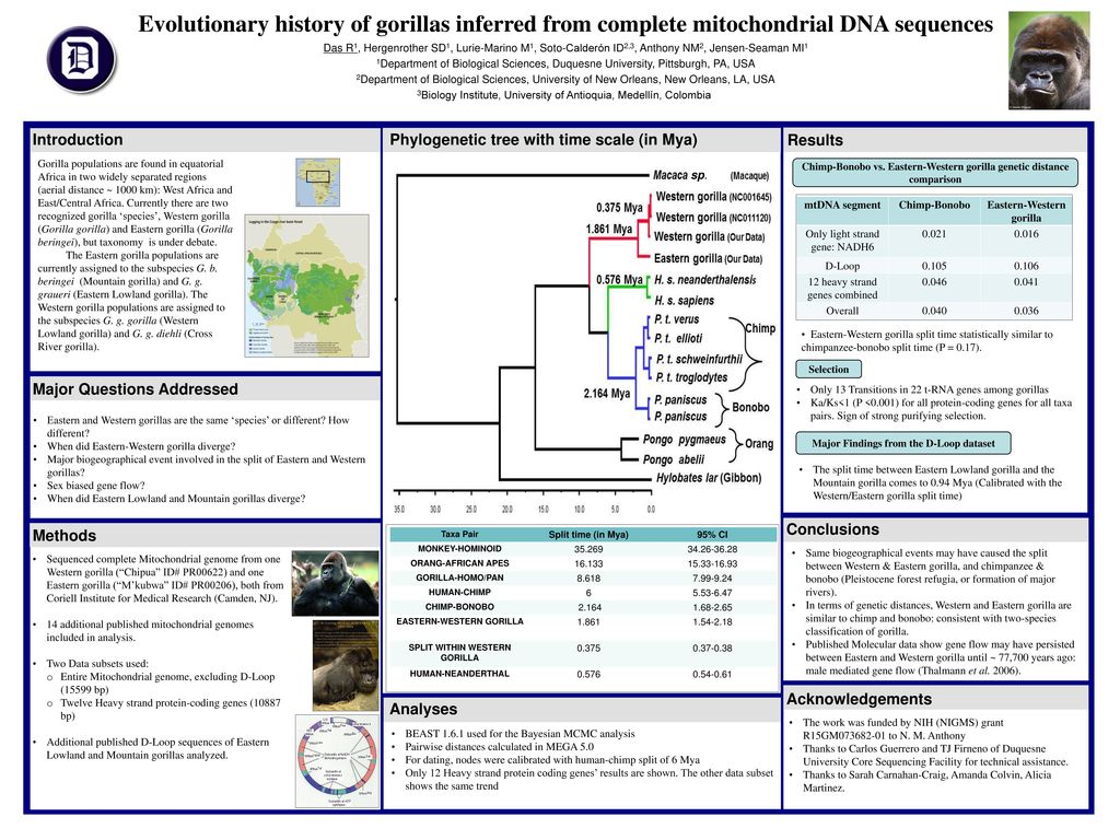Evolutionary history of gorillas inferred from complete mitochondrial
