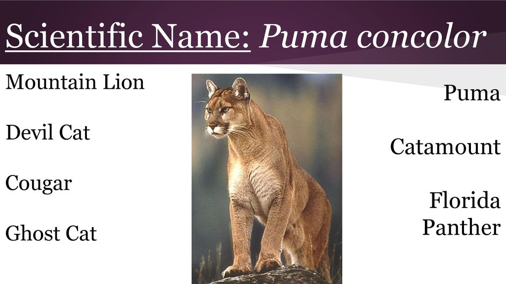 different names for puma Off 64% - sirinscrochet.com