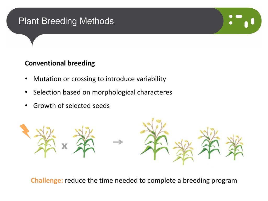 Plant Breeding across times: - challenges - ppt download