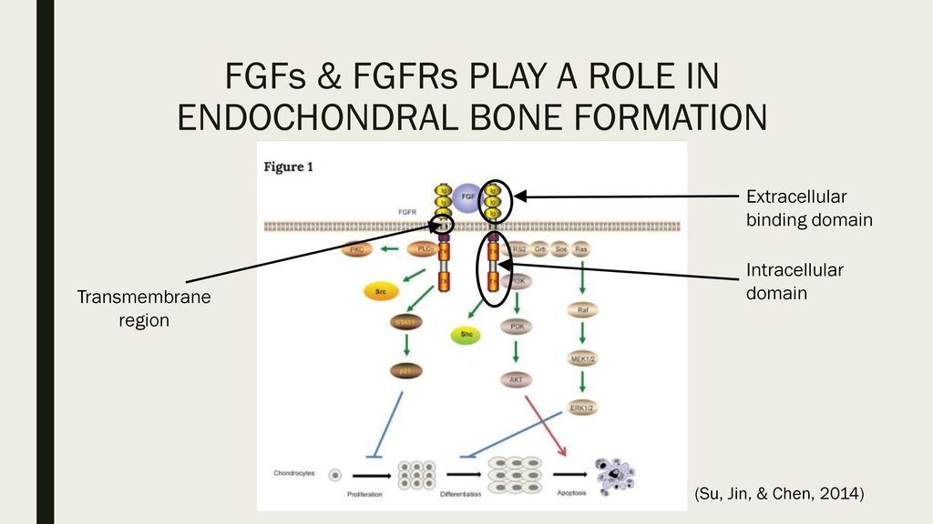 FGFs & FGFRs PLAY A ROLE IN ENDOCHONDRAL BONE FORMATION