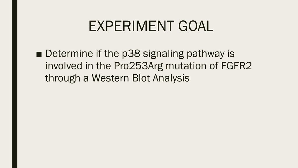 EXPERIMENT GOAL Determine if the p38 signaling pathway is involved in the Pro253Arg mutation of FGFR2 through a Western Blot Analysis.