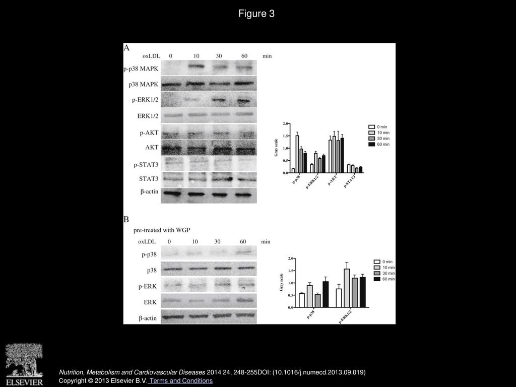 Β-Glucan attenuates inflammatory responses in oxidized LDL-induced THP ...