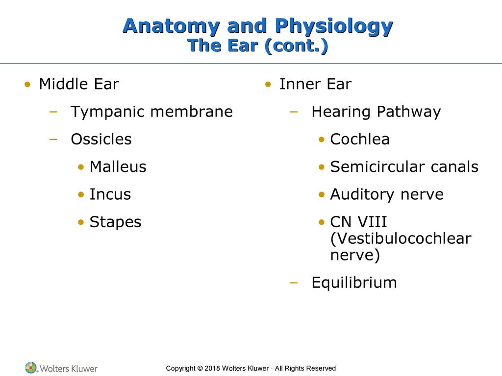 Chapter 12 Ears, Nose, Mouth, and Throat - ppt download