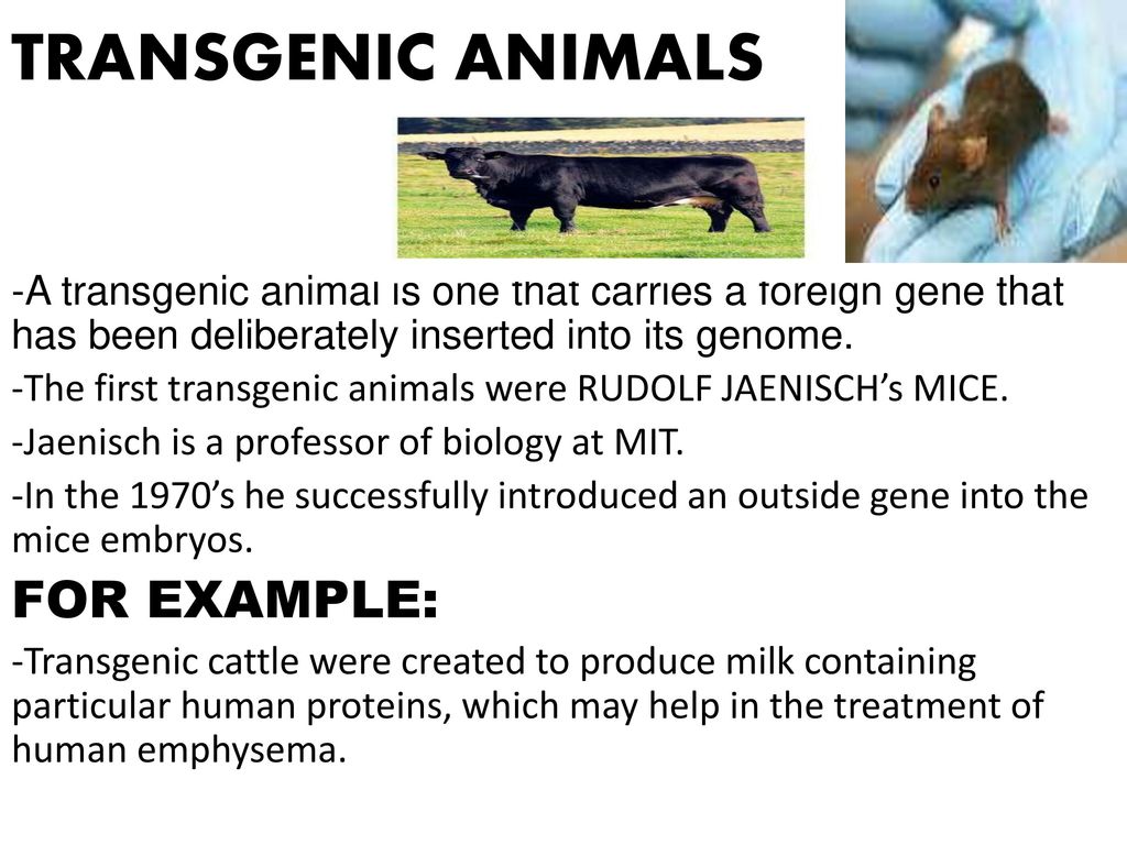 Transgenic Animals Examples Ppt transgenic-animals-examples-ppt